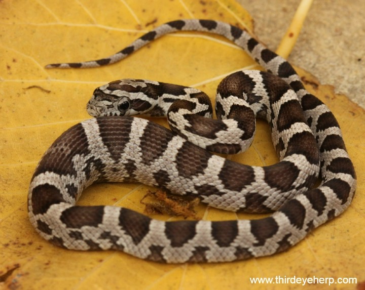 Anerythristic Corn Snake